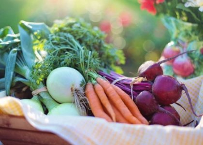 Wellness and Nutrition at Wellness Fit Pulse